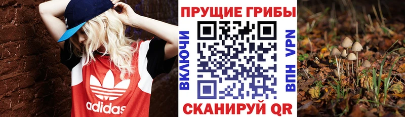 Купить закладки  Петухово  Псилоцибиновые грибы Cubensis 